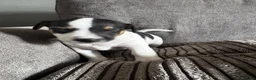 Jack Russell dogs for sale: Jack Russell  in Aylesford - Advert 3