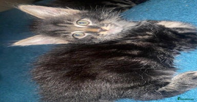 Mixed Breed cats - Advert 15