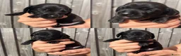 Miniature Dachshund dogs for sale: Unreal Rare colours, black,chocolate & creme in Southampton - Advert 2