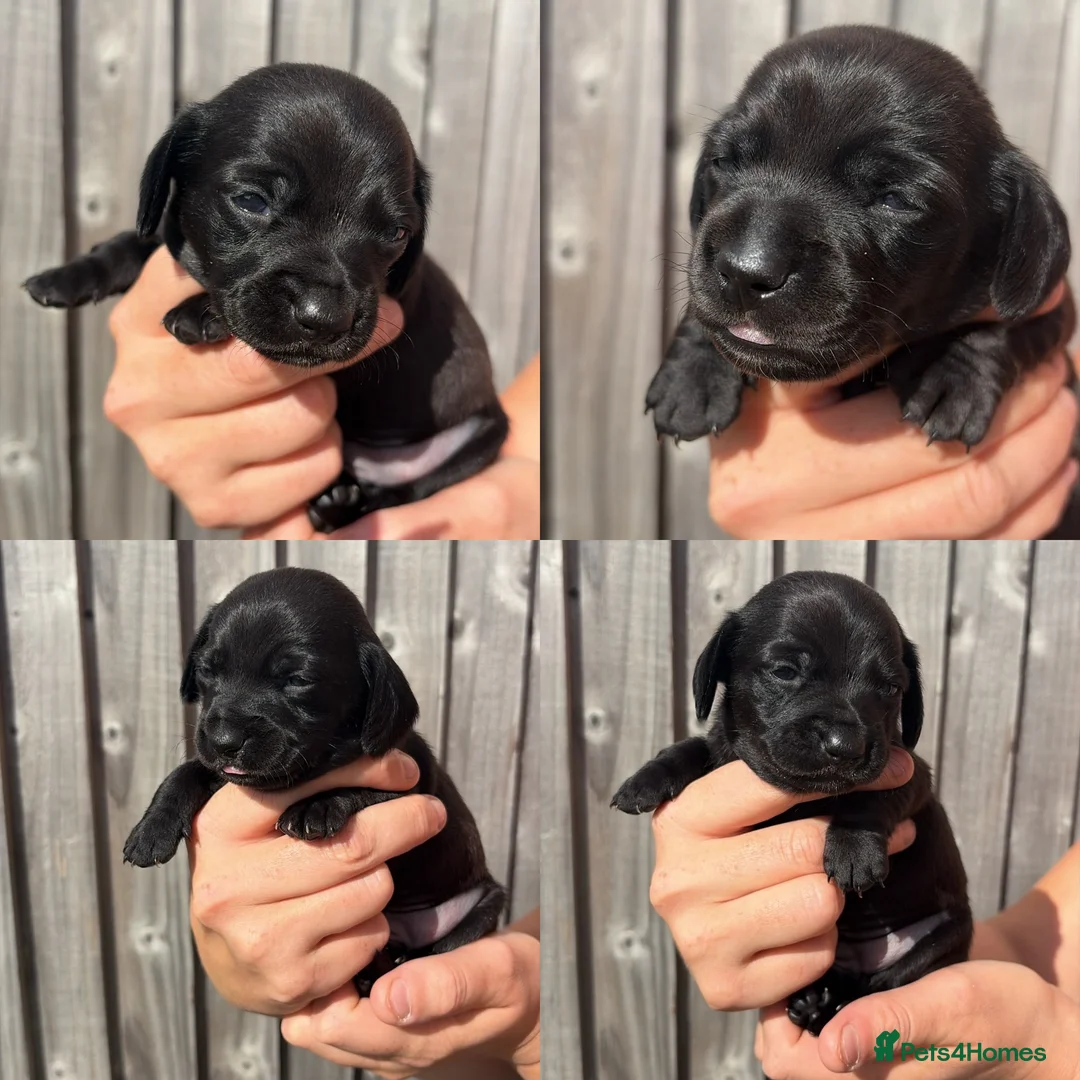 Miniature Dachshund dogs for sale: Unreal Rare colours, black,chocolate & creme in Southampton - Advert 2