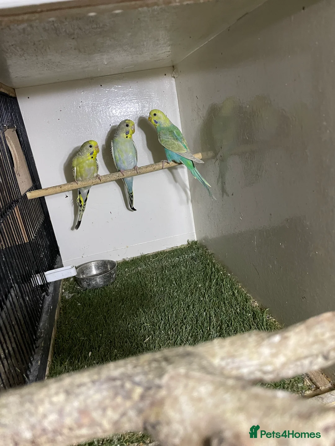 Budgerigars birds for sale: Baby Budgies  - Advert 2
