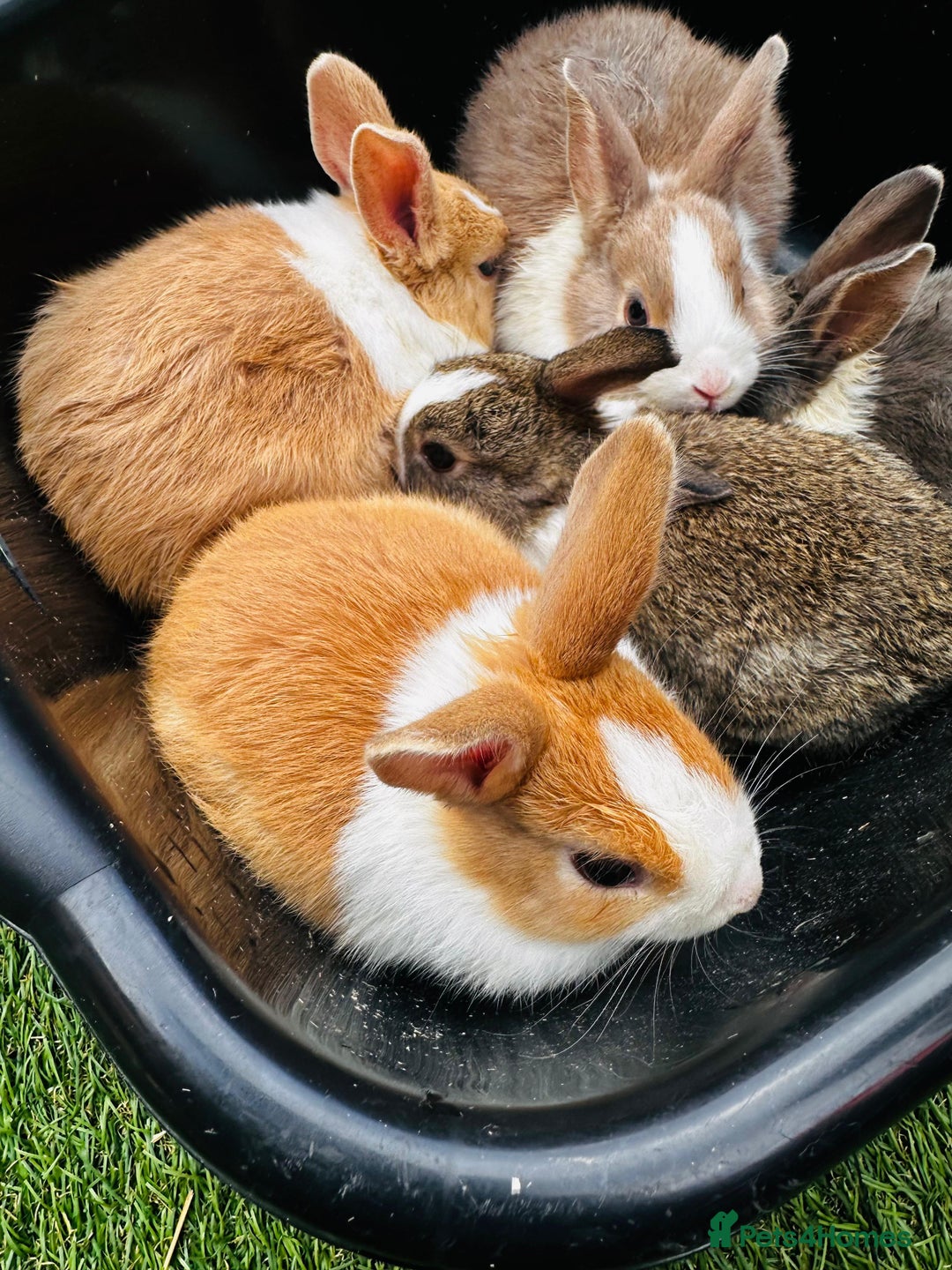 Dutch rabbits for sale: PURE BREED DUTCH BABY RABBITS £35 - Image 6
