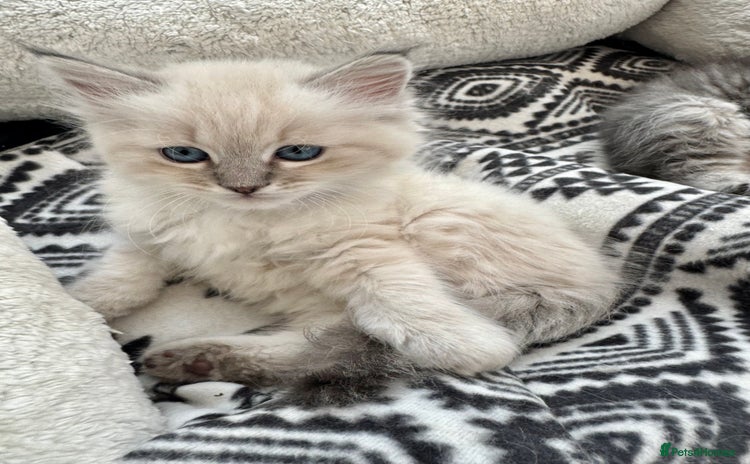 Siberian cats - Advert 1