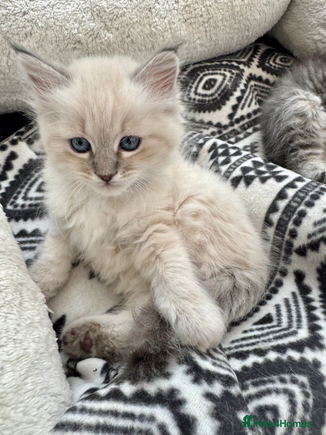 Siberian cats for sale: Stunning Siberian Kittens - Image 1