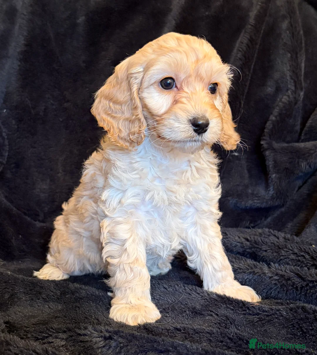 Cavapoo dogs for sale: Beautiful F1 Cavapoo Puppies  - Advert 14