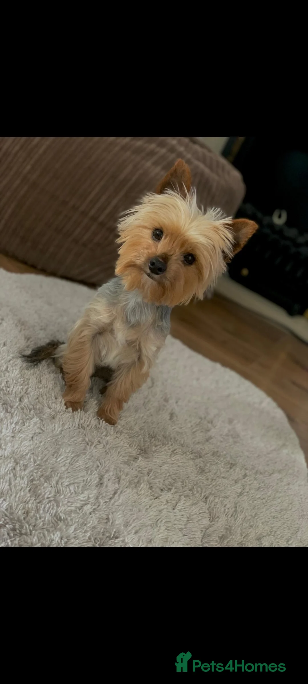 Yorkshire Terrier dogs for sale: yorkshire terrier  - Advert 8
