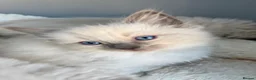 Ragdoll cats for sale: 🎖️GCCF🏆RAGDOLLS 11WKS **EXTENSIVE GENETIC TEST** - Advert 23