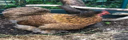Chickens poultry for sale: Pekin Bantam Golden Partridge pullet in Stockport - Advert 4