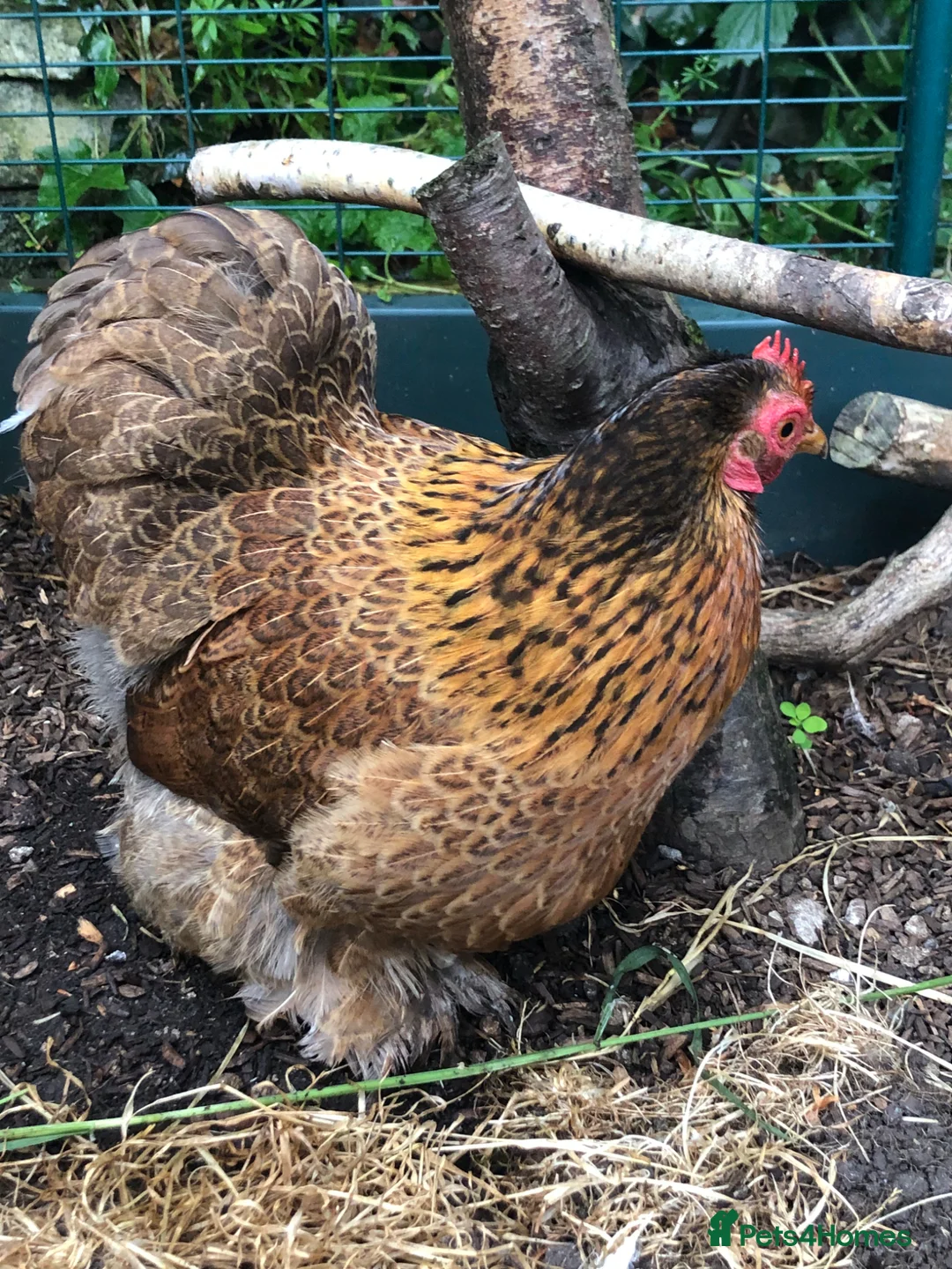 Chickens poultry for sale: Pekin Bantam Golden Partridge pullet in Stockport - Advert 4