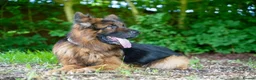 German Shepherd dogs for sale: Zues  - Advert 6