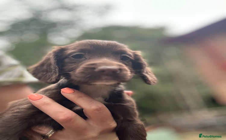 Sprocker dogs - Advert 15