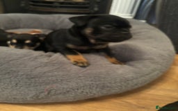 Mixed Breed dogs for sale: Beautiful puppies - Image 13