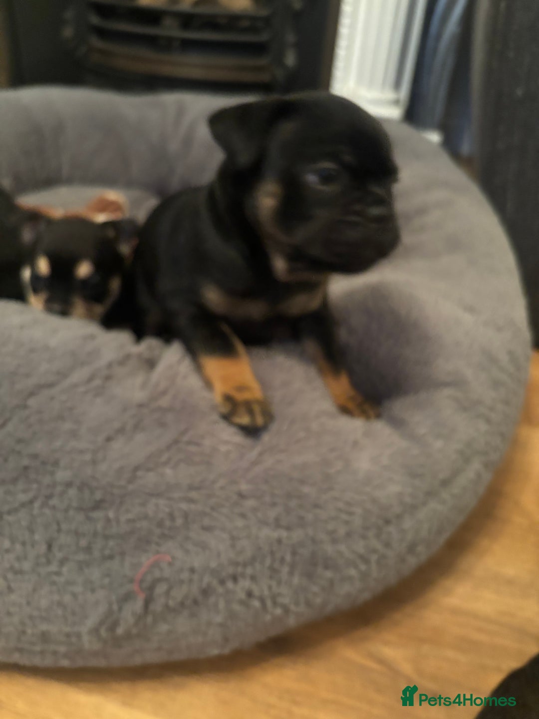 Mixed Breed dogs for sale: Beautiful puppies - Image 13