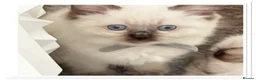 Ragdoll cats for sale: 6 cute pure breed Ragdoll kittens 2 boys 4 girls  - Advert 20