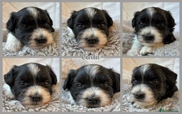 Miniature Schnauzer dogs for sale: MAC/BVA CLEAR - ONE MEGACOATED BLACK GIRL  - Image 17