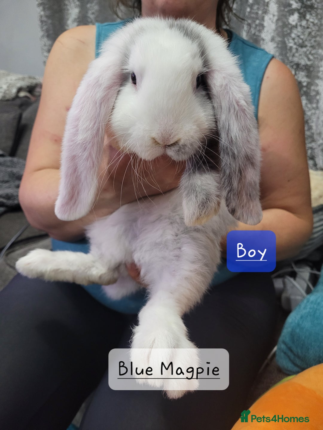 French Lop rabbits for sale: Pure Bred French Lop Babies - Image 2