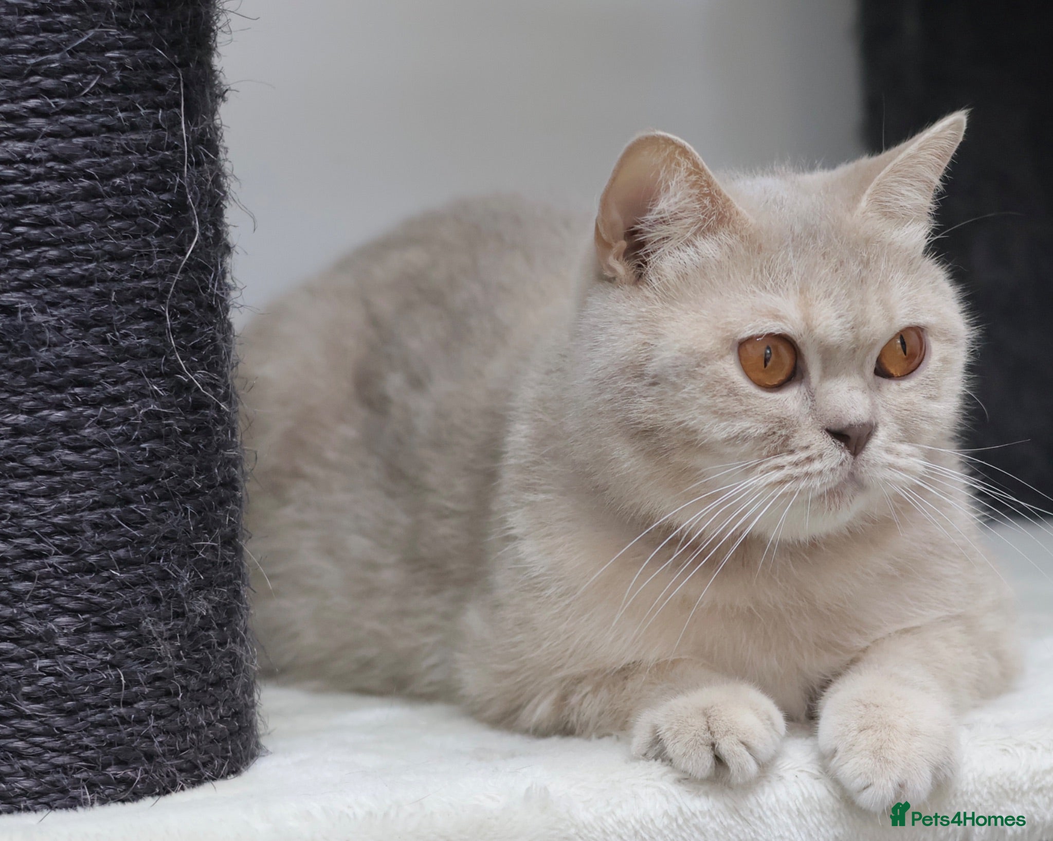 British Shorthair cats British Shorthair Girls Seeking Homes - Advert 9