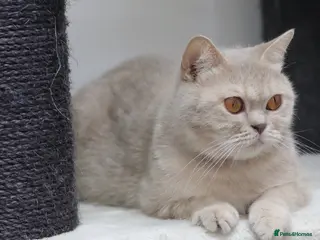British Shorthair cats British Shorthair Girls Seeking Homes - Advert 14