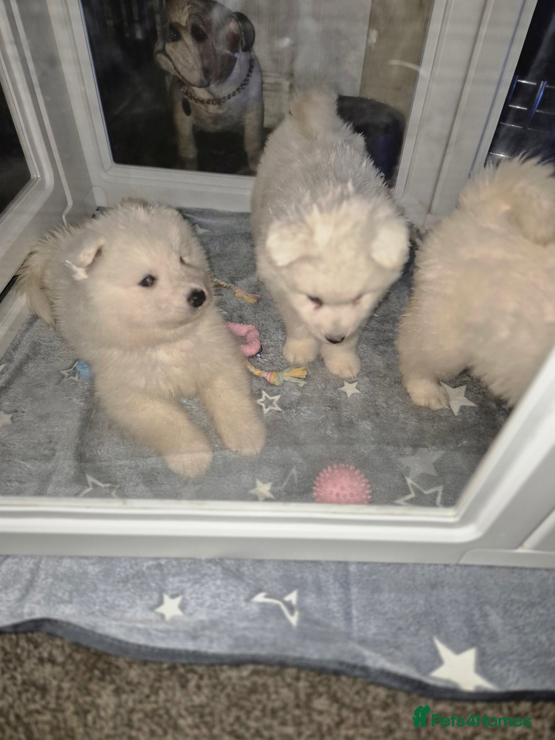 Samoyed dogs for sale: Samoyed puppies - can leave anytime from 23rd  - Advert 10