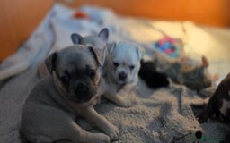 Mixed Breed dogs for sale: French bulldog x Chihuahua puppies - Image 16
