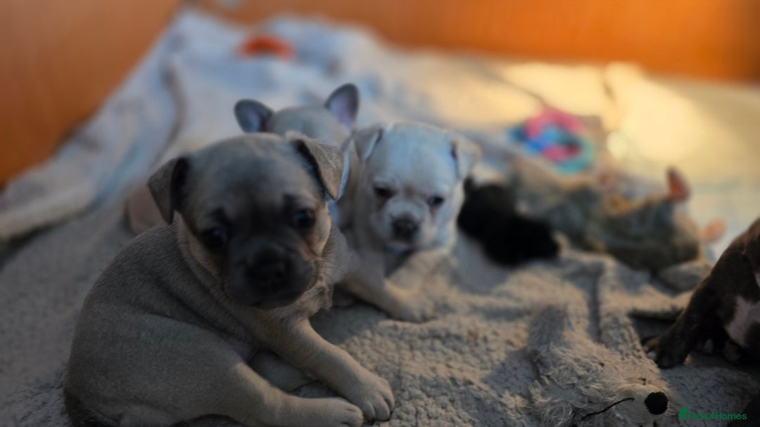 Mixed Breed dogs for sale: French bulldog x Chihuahua puppies - Image 16
