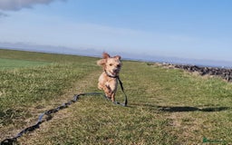 Jackapoo dogs for sale: Almost 3 year old Jackapoo family dog - Image 2