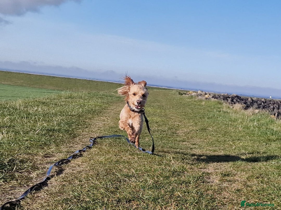 Jackapoo dogs for sale: Almost 3 year old Jackapoo family dog - Image 2