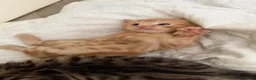Mixed Breed cats for sale: Beautiful/cuddling kitten - PICK ME in London - Advert 7