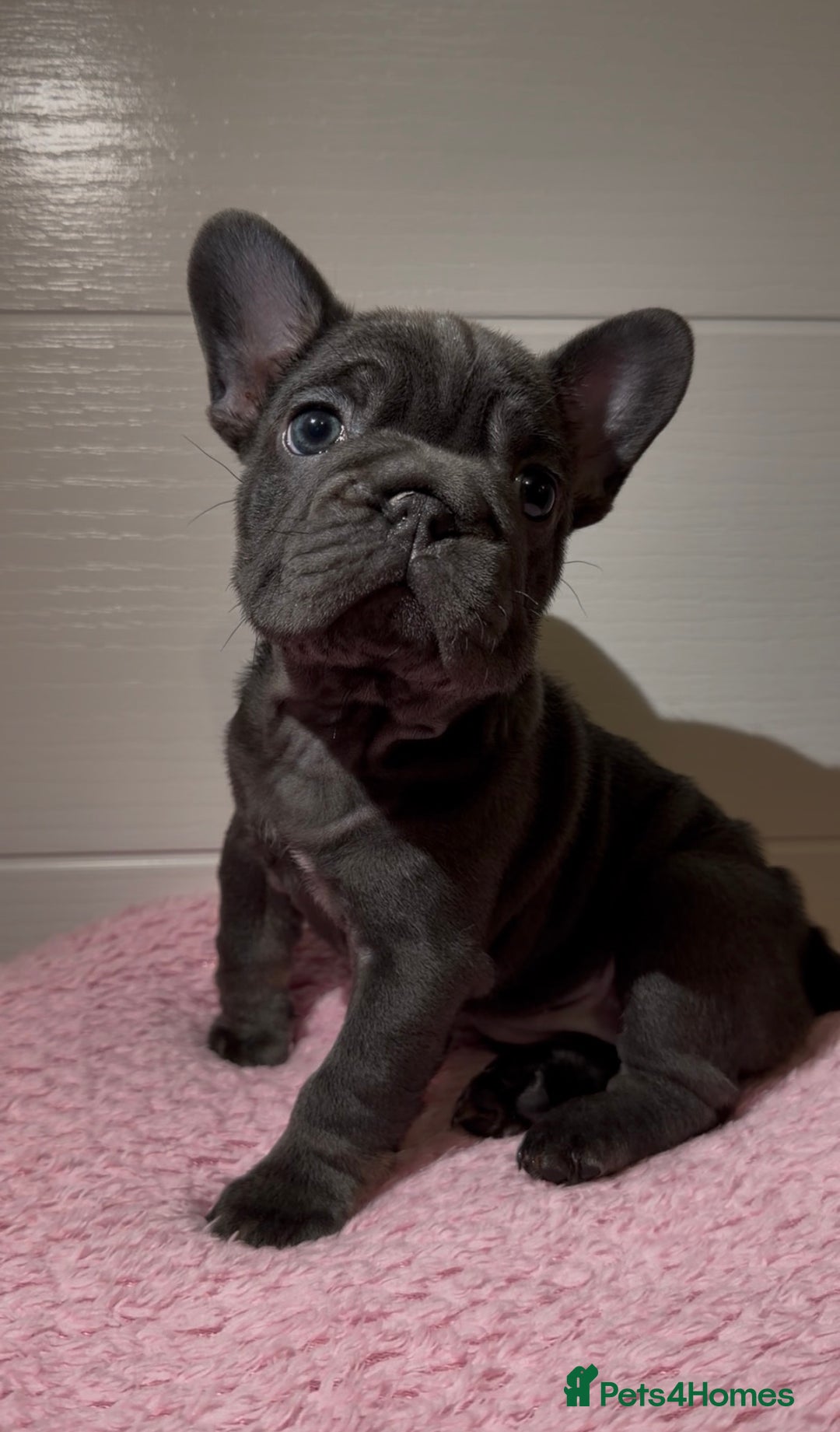 French Bulldog dogs for sale: FEMALE FRENCHIE AVAILABLE  - Advert 3