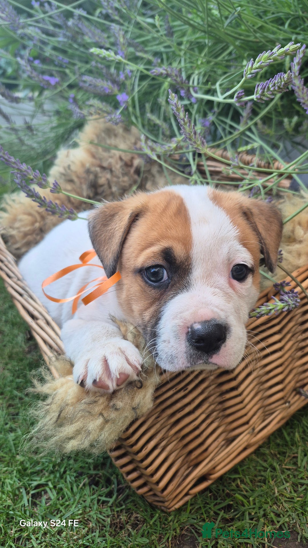 Mixed Breed dogs for sale: puppys staff × american bully  in King's Lynn - Image 9