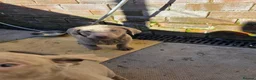 Labrador Retriever dogs for sale: Silver labradors  - Advert 4