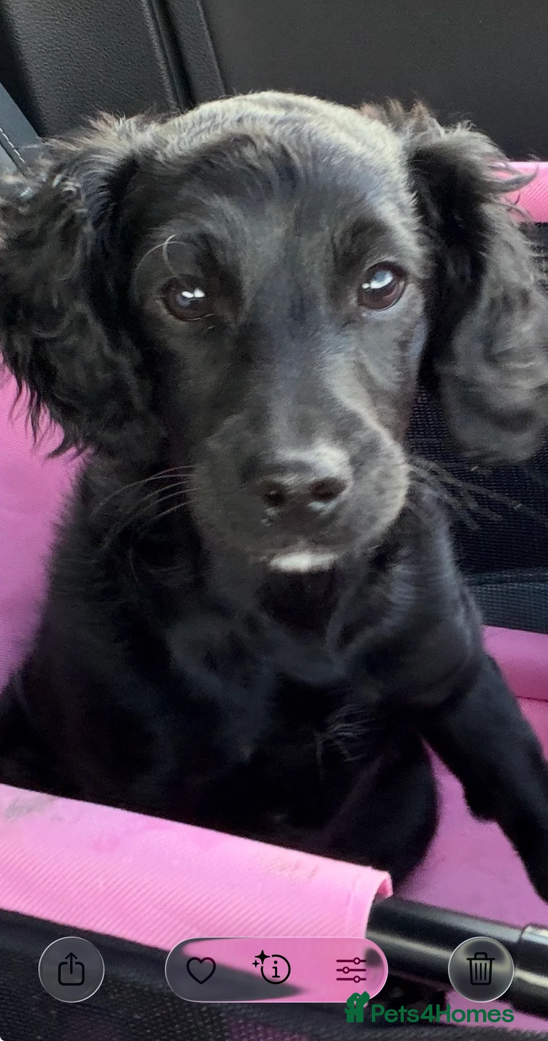 Cockapoo dogs for sale: Cockapoo black 16wks in Keighley - Advert 2