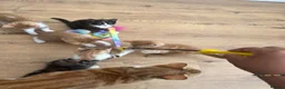 Domestic Shorthair cats for sale: 6 Adorable KittensReady for Their Forever Homes 🐾 - Advert 21