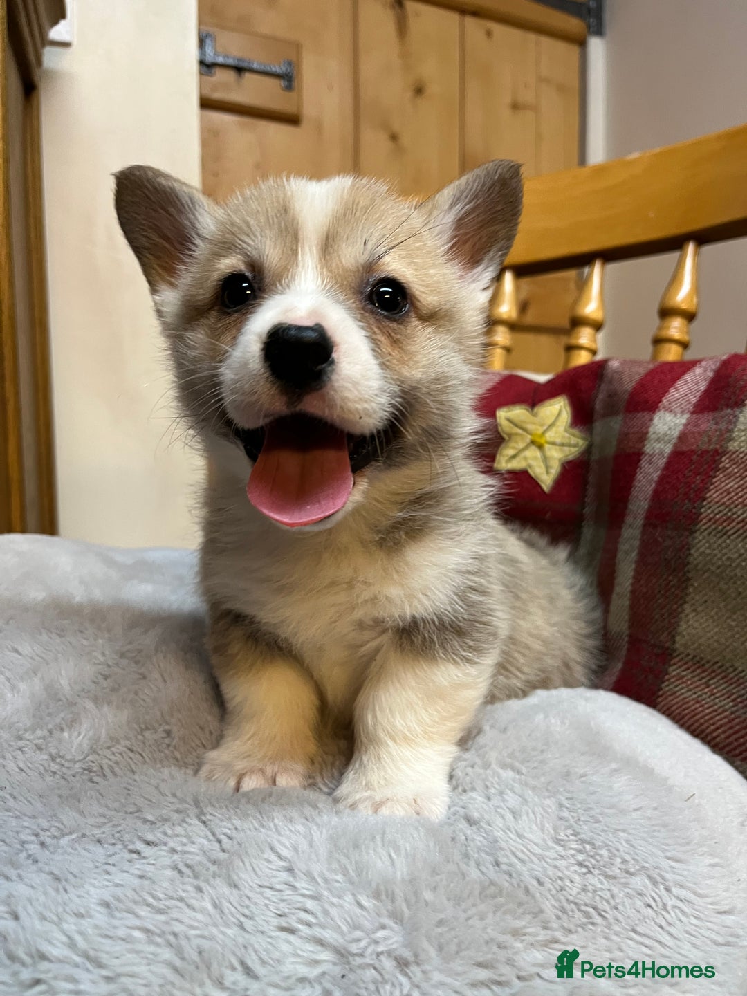 Welsh Corgi Pembroke dogs for sale: Champion bloodlines on both sides, great with kids - Advert 18