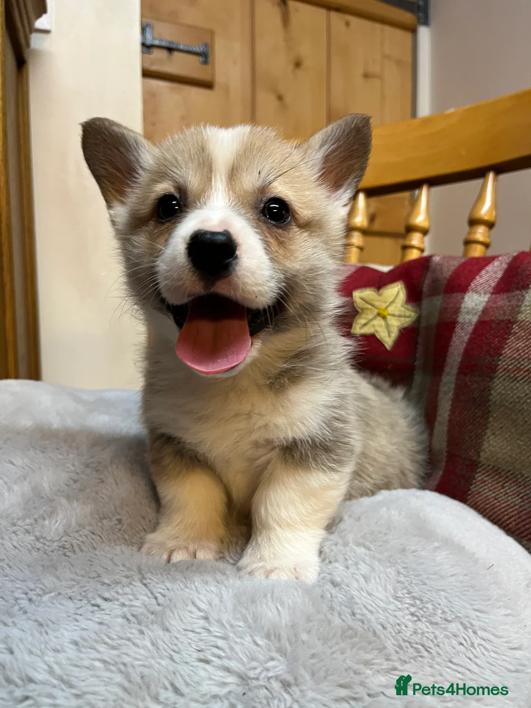 Welsh Corgi Pembroke dogs for sale: Champion bloodlines on both sides, great with kids - Advert 22