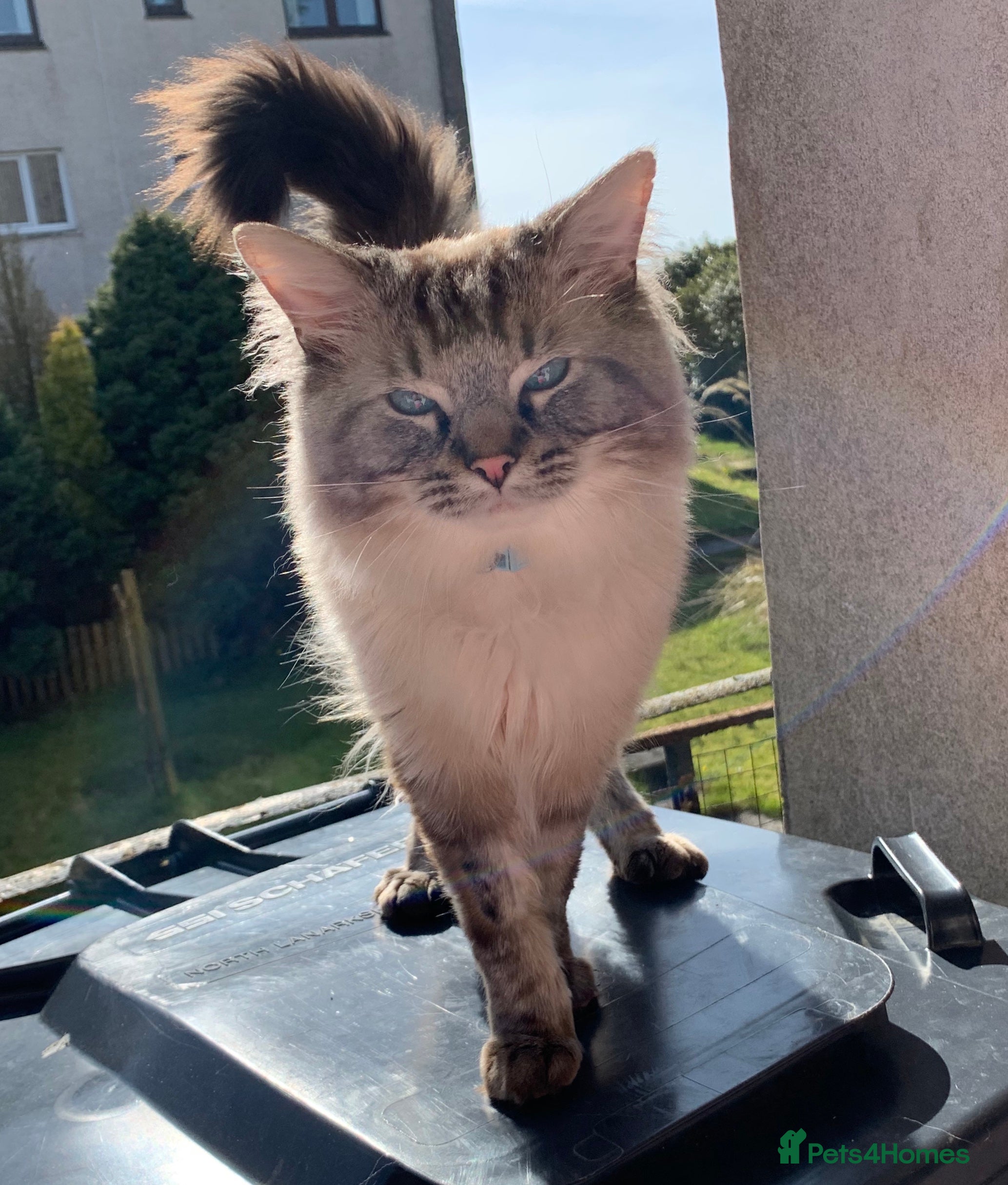 Ragdoll cats EXPERIENCED PROVEN RARE SEAL LYNX RAGDOLL FOR STUD in Airdrie - Advert 2
