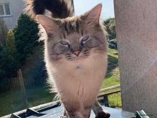 Ragdoll cats EXPERIENCED PROVEN RARE SEAL LYNX RAGDOLL FOR STUD in Airdrie - Advert 4