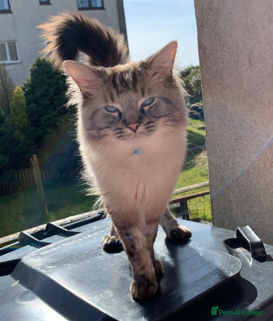 Ragdoll cats for stud: EXPERIENCED PROVEN RARE SEAL LYNX RAGDOLL FOR STUD in Airdrie - Advert 1
