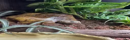Leopard Gecko reptiles for sale: 🦎 Leopard Gecko & Full Bioactive Vivarium Setup   in Tain - Advert 6