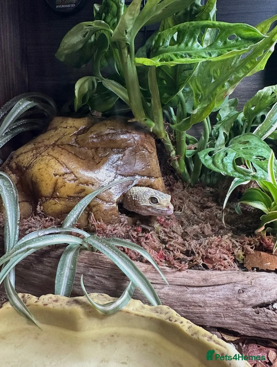 Leopard Gecko reptiles for sale: 🦎 Leopard Gecko & Full Bioactive Vivarium Setup   in Tain - Advert 6
