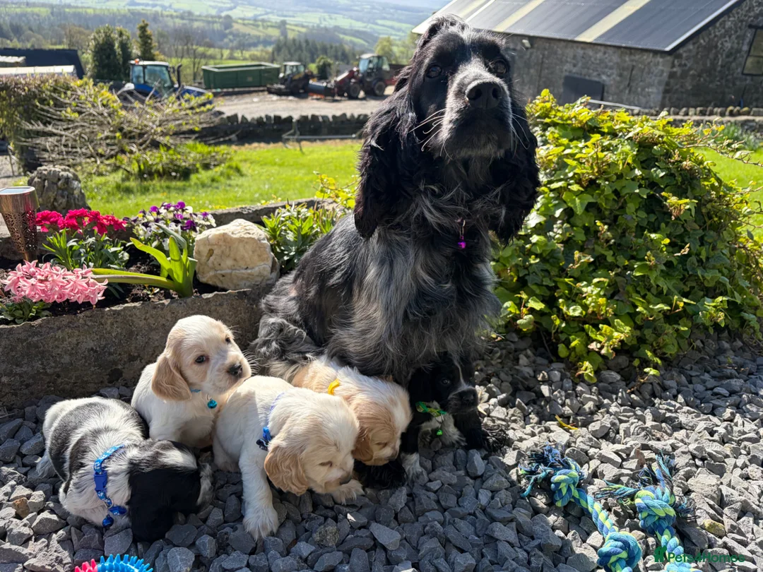 Cocker Spaniel dogs for sale: Handsome & Cute Cocker Spaniel Puppies-DAD TESTED - Advert 2