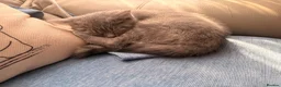 British Shorthair cats for sale: Gorgeous British Shorthair kittens ready to leave. - Advert 17