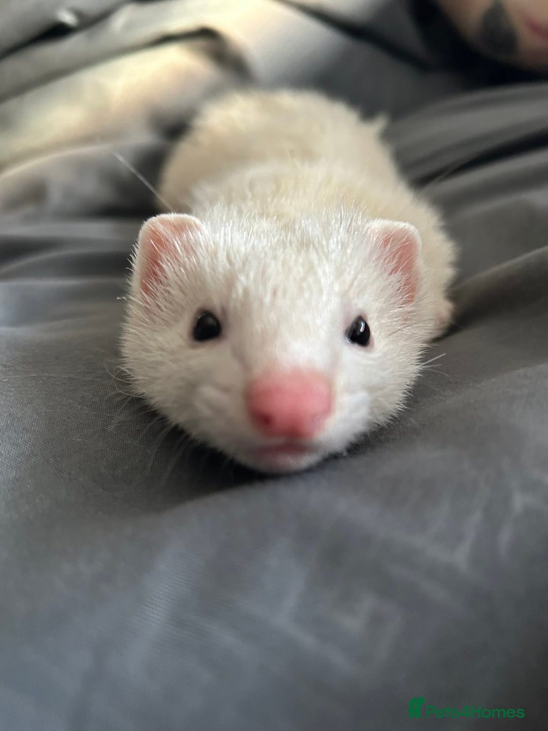 Ferret rodents for sale: bonded ferrets   - Advert 3