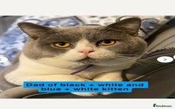 Mixed Breed cats for sale: 3 gorgeous kittens ready now Scottish fold mix - Image 24