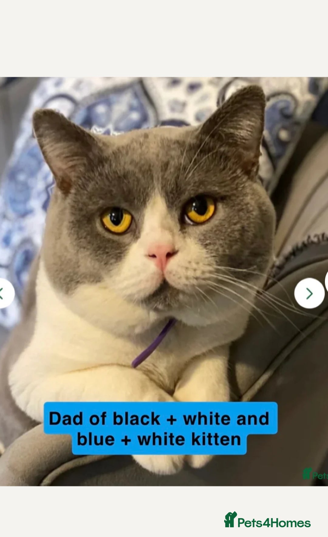 Mixed Breed cats for sale: 3 gorgeous kittens ready now Scottish fold mix - Image 24