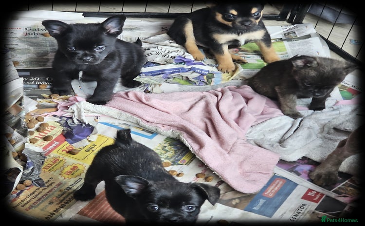 French Bulldog dogs - Advert 4