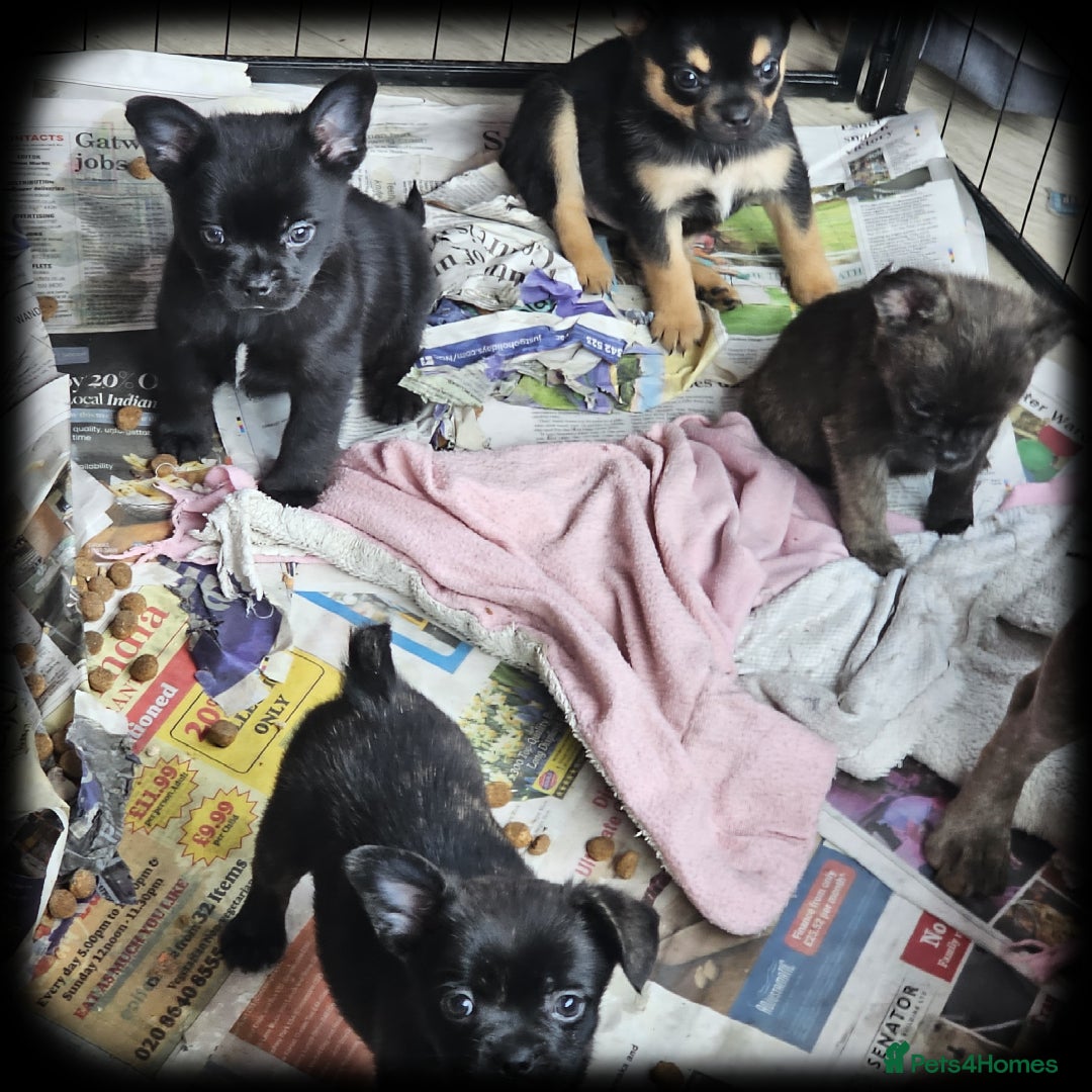 French Bulldog dogs for sale: Beautiful French Bulldogs  - Image 5