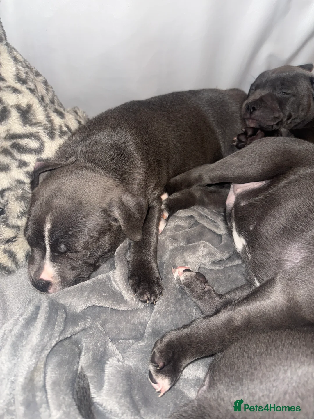 Staffordshire Bull Terrier dogs for sale: Blue staff puppies  - Advert 2