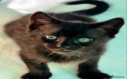 Mixed Breed cats for sale: Black kittens  - Image 2