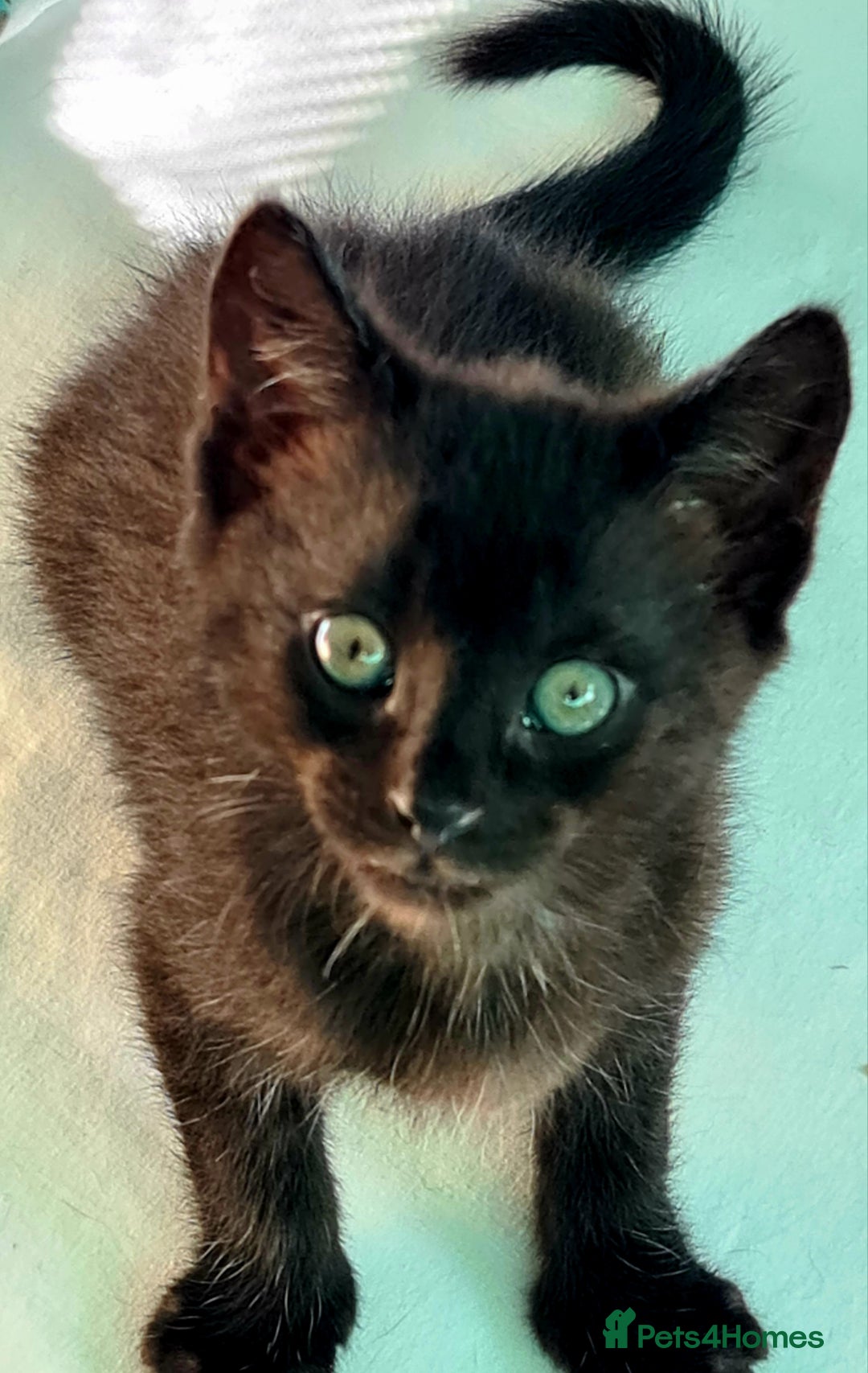 Mixed Breed cats for sale: Black kittens  - Image 2